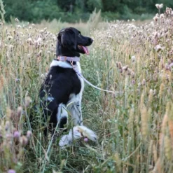 Tyylivoitto Classy Hundhalsband Lavendel