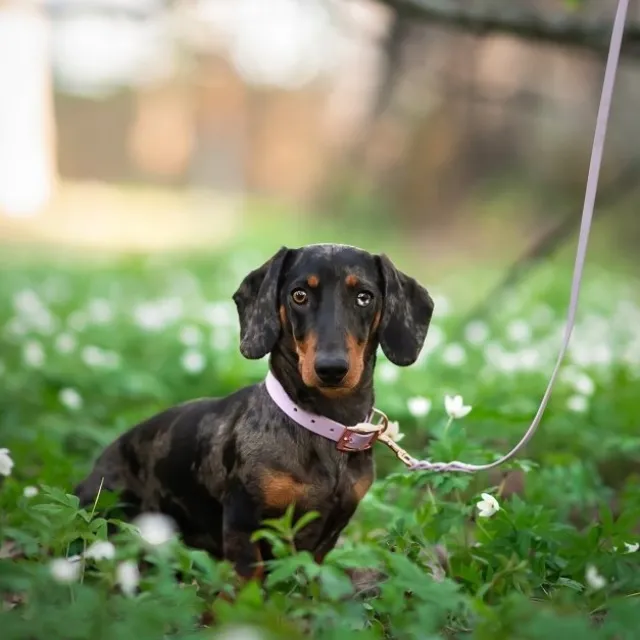 Tyylivoitto Classy Hundhalsband Lavendel