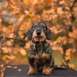 Tyylivoitto Classy Hundhalsband för Små Hundar Svart