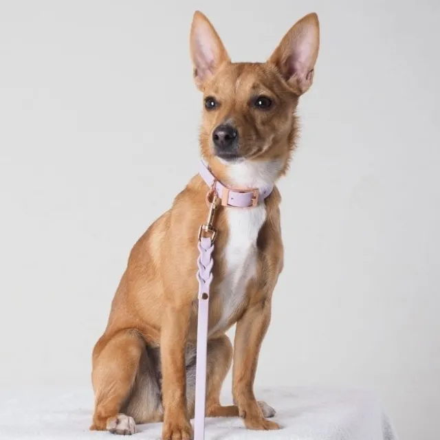 Tyylivoitto Classy Hundhalsband för Små Hundar Lavendel