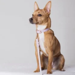 Tyylivoitto Classy Hundhalsband för Små Hundar Lavendel