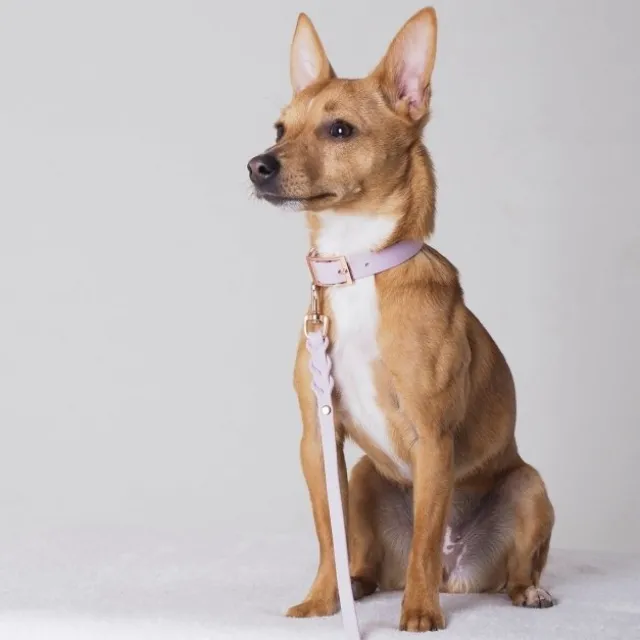 Tyylivoitto Classy Hundhalsband för Små Hundar Lavendel