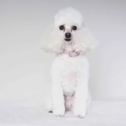 Tyylivoitto Classy Hundhalsband för Små Hundar Lavendel