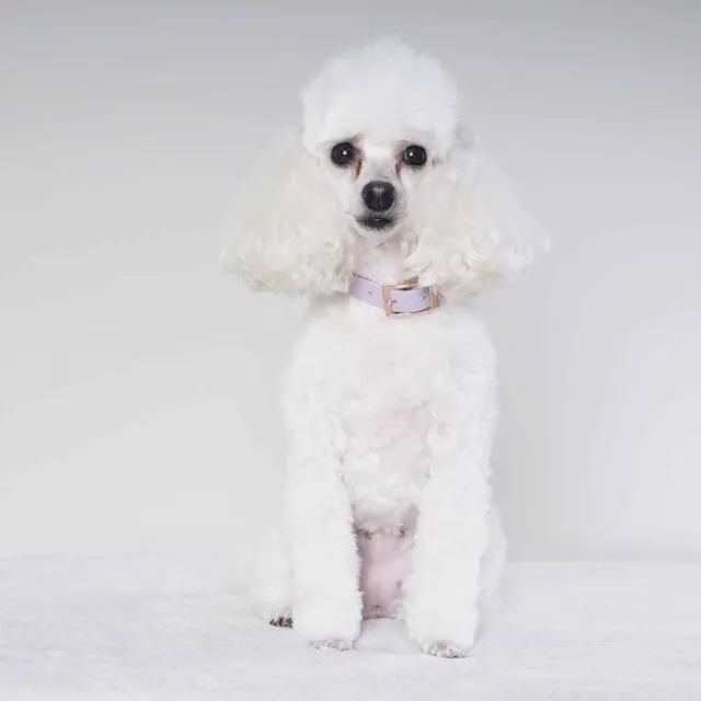 Tyylivoitto Classy Hundhalsband för Små Hundar Lavendel