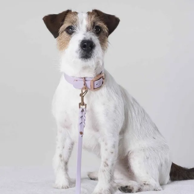 Tyylivoitto Classy Hundhalsband för Små Hundar Lavendel