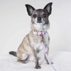 Tyylivoitto Classy Hundhalsband för Små Hundar Lavendel