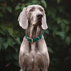 Tyylivoitto Classy Hundhalsband Smaragdgrön