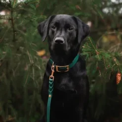 Tyylivoitto Classy Hundhalsband Smaragdgrön
