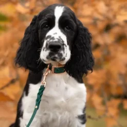 Tyylivoitto Classy Hundhalsband för Små Hundar Smaragdgrön