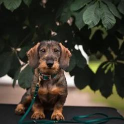 Tyylivoitto Classy Hundhalsband för Små Hundar Smaragdgrön