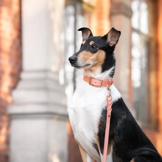 Tyylivoitto Classy Hundhalsband Persika