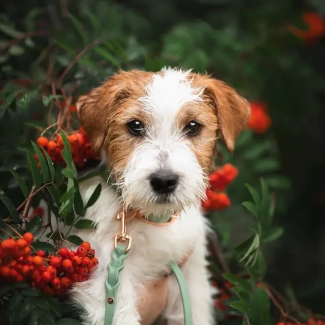 Tyylivoitto Classy Hundhalsband för Små Hundar Ljusgrön