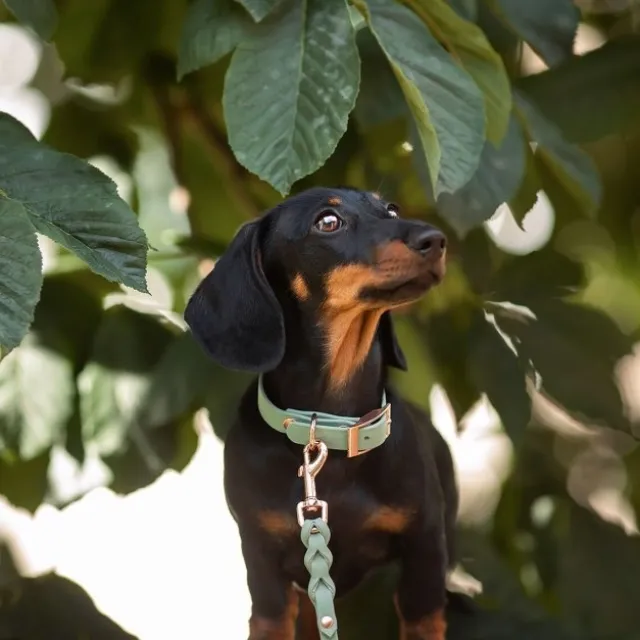 Tyylivoitto Classy Hundhalsband för Små Hundar Ljusgrön