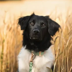 Tyylivoitto Classy Hundhalsband Ljusgrön