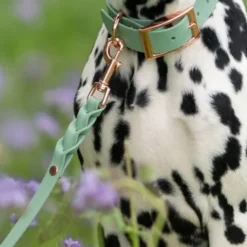 Tyylivoitto Classy Hundhalsband Ljusgrön