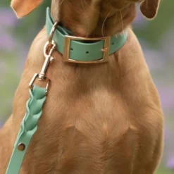 Tyylivoitto Classy Hundhalsband Ljusgrön