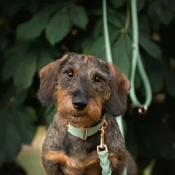 Tyylivoitto Classy Hundhalsband Ljusgrön