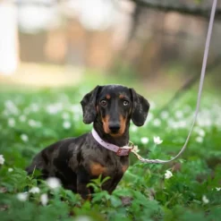 Tyylivoitto Hundkoppel Flätat Lavendel 200 cm