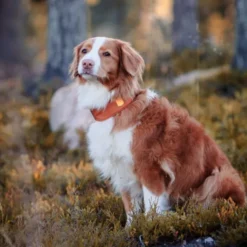 Woolly Wolf Alpha 360 Hundhalsband Terracotta/Mörkblå